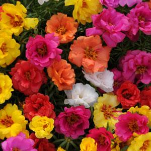 portulacahappyhourheirloomnongmohighgerminationorganicgarden flower seeds