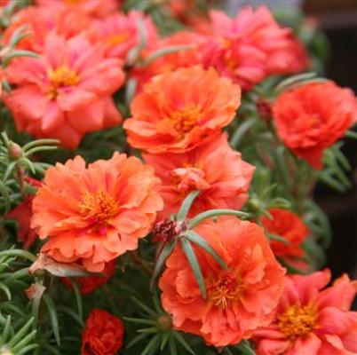 portulacaorangeimportedheirloomnongmohighgerminationorganicgarden flower seeds