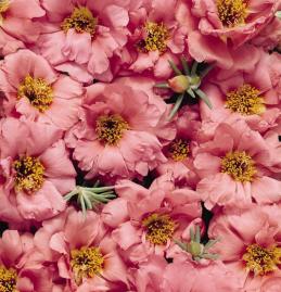 portulacapeachimportedheirloomnongmohighgerminationorganicgarden flower seeds