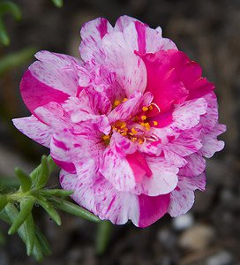 portulacapeppermintimportedheirloomnongmohighgerminationorganicgarden flower seeds