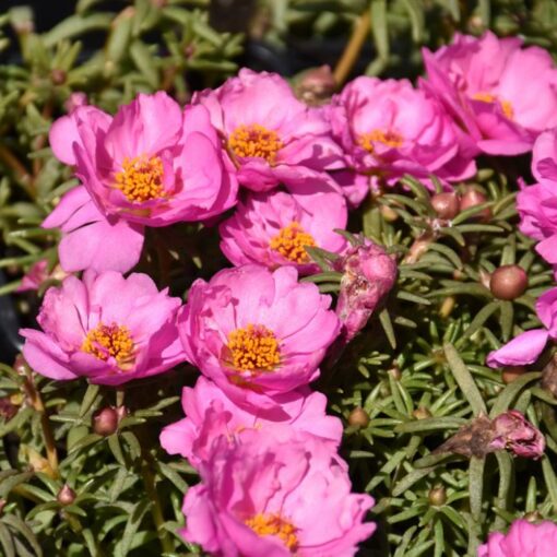 portulacarositaimportedheirloomnongmohighgerminationorganicgarden flower seeds