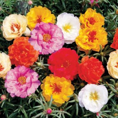 portulacasundialimportedheirloomnongmohighgerminationorganicgarden flower seeds
