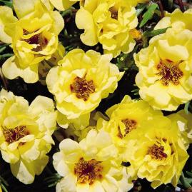 portulacalemonimportedheirloomnongmohighgerminationorganicgarden flower seeds