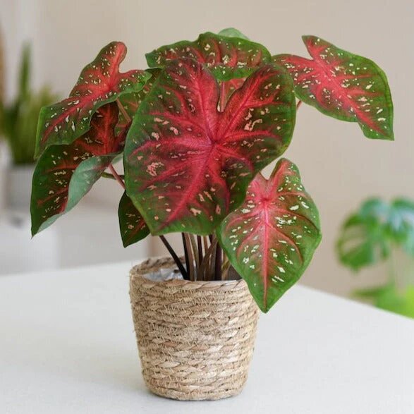 Caladium Flower Seeds – Heirloom, Non-GMO, High Germination Organic Seeds, Seeds for Planting, Organic Garden Seeds