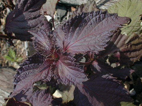 Wild Basil Beefsteak (Perilla) Seeds – Heirloom, Non-GMO, High Germination Seeds