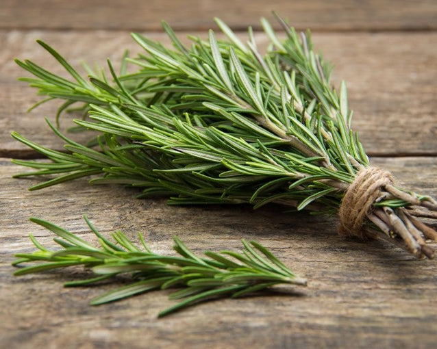 Green Rosemary Plant Seeds for Planting – Heirloom, Non-GMO, High Germination Seeds