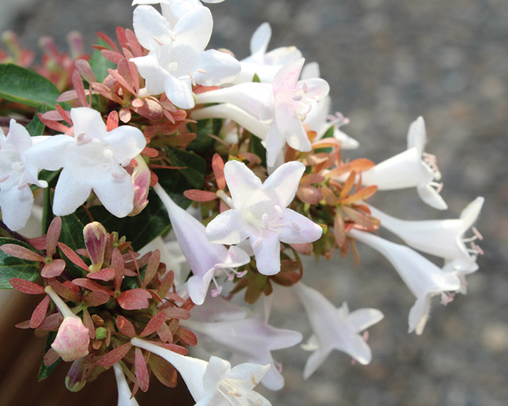 Abelia Flower Seeds for Planting – Heirloom Non-GMO, High Germination Organic Garden Seeds