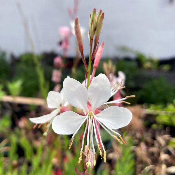Gaura Lindheimeri Flower Seeds White Heirloom Non-GMO High Germination Organic Garden Seeds for Planting
