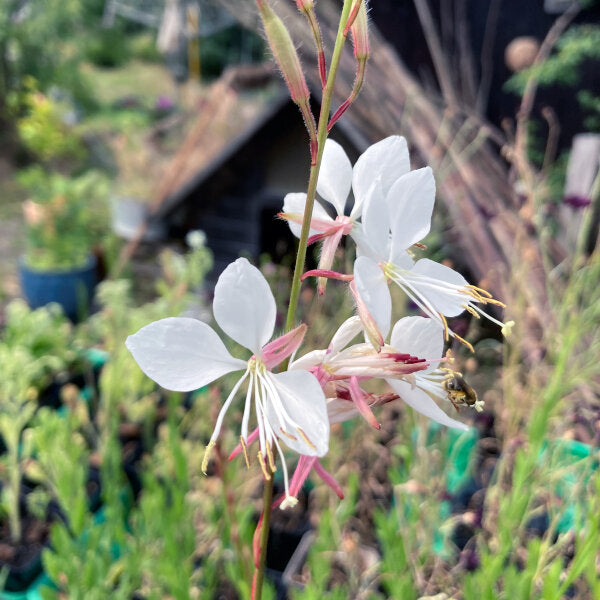 White Gaura Lindheimeri Flower Seeds Heirloom Non-GMO High Germination Organic Garden Seeds for Planting