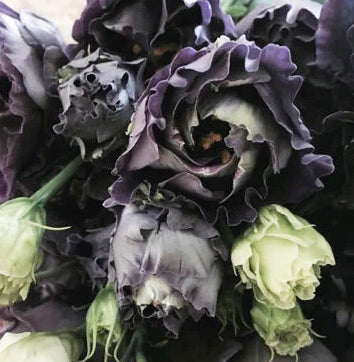 Black Lisianthus Flower Seeds – Heirloom, Non-GMO, High Germination Seeds