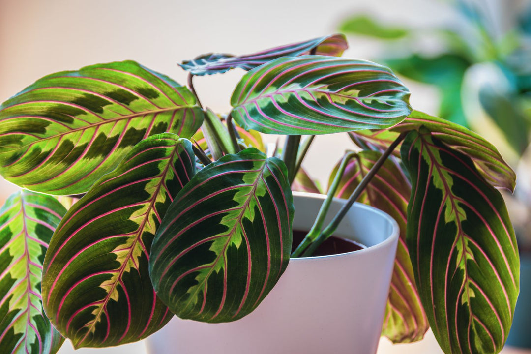 Maranta Leuconeura herb seeds