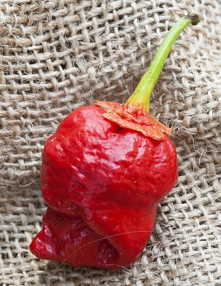 red premium flower seeds