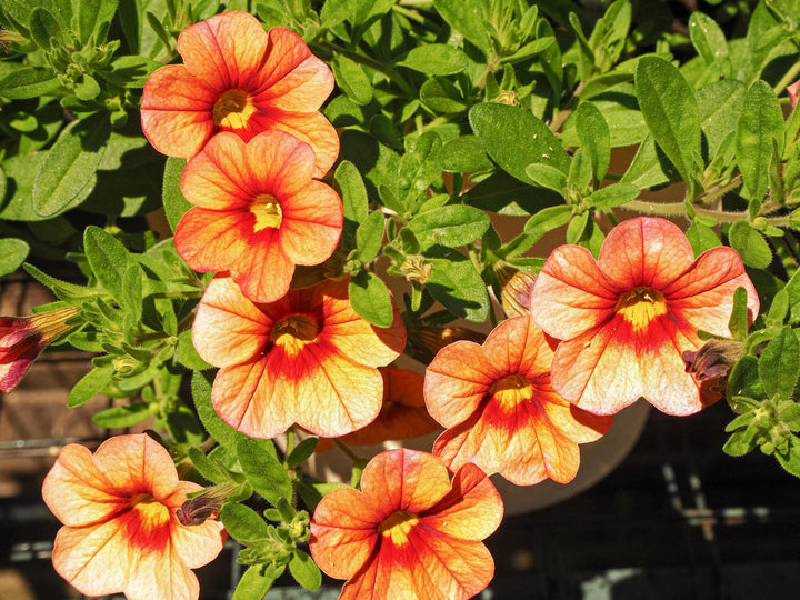 Orange Petunia Flower Seeds for Planting – Heirloom Non-GMO, High Germination Organic Seeds