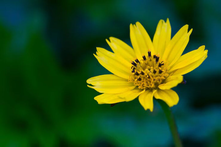 Gelbe Bidens Pilosa Blumensamen zum Pflanzen, samenfest, gentechnikfrei, hohe Keimrate, Bio-Gartensamen