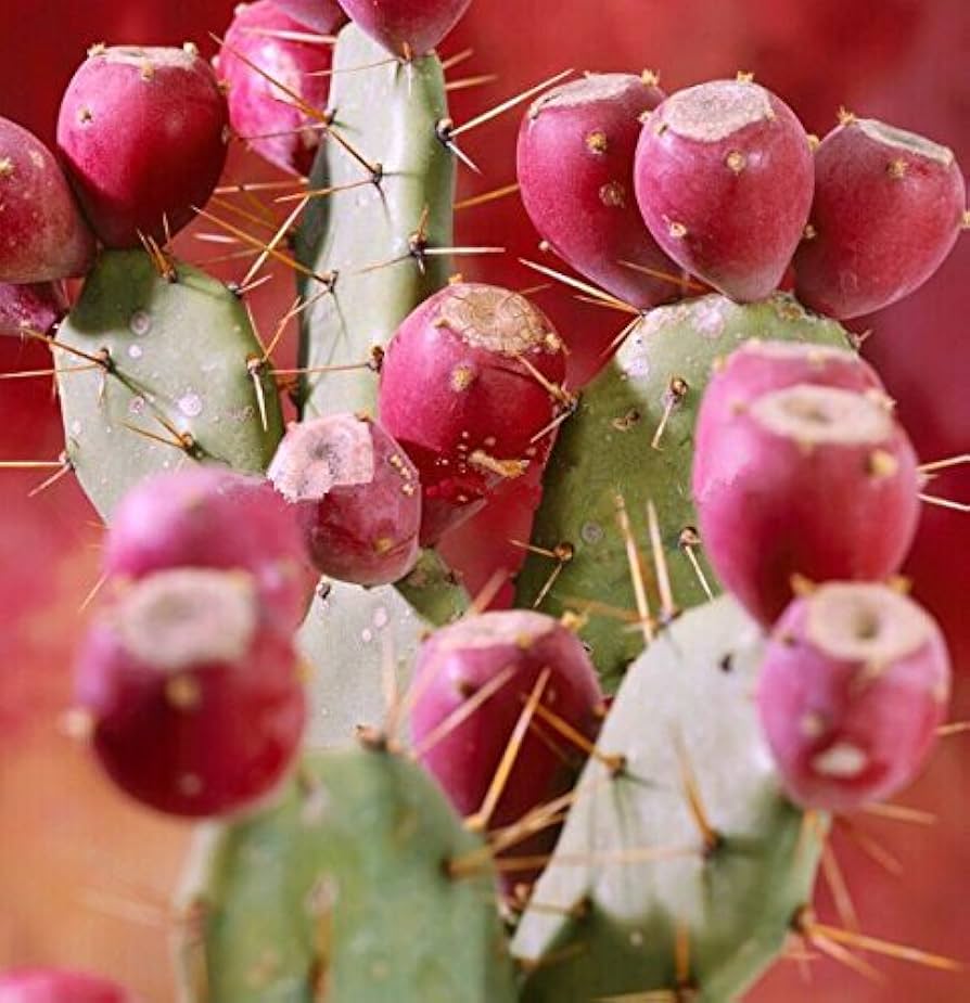 Prickly Pear herb seeds