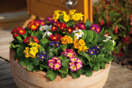primulaelatiorpianofhybridimportedheirloomnongmohighgerminationorganicgarden flower seeds