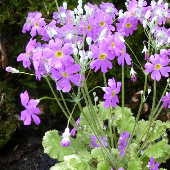 Lavender Primula Flower Seeds for Planting – Heirloom Non-GMO High Germination Organic Garden Seeds