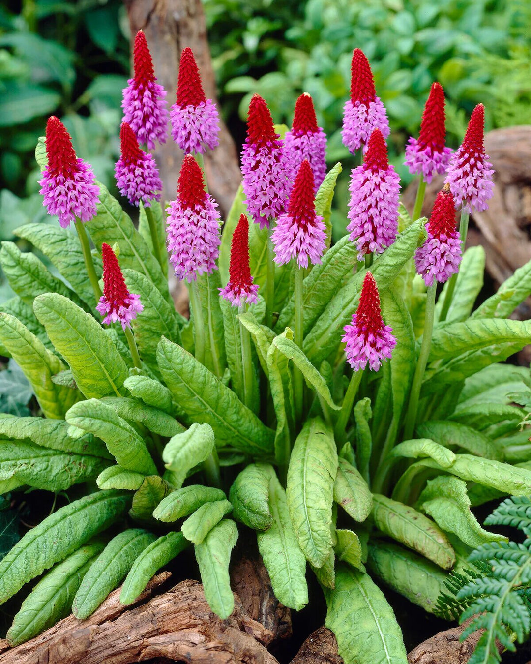 Kniphofia Flower Seeds Pink Red – Heirloom, Non-GMO, High Germination Organic Garden Seeds for Planting