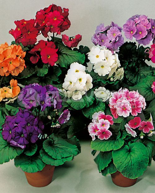 primula obconica flower seeds