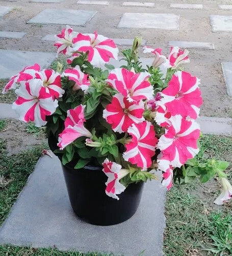 White Pink Petunia Flower Seeds for Planting – Heirloom, Non-GMO, High Germination