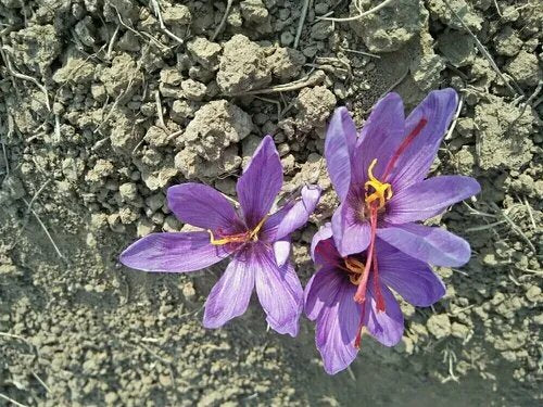 Crocus Flower Seeds – Heirloom Non-GMO High Germination Organic Seeds