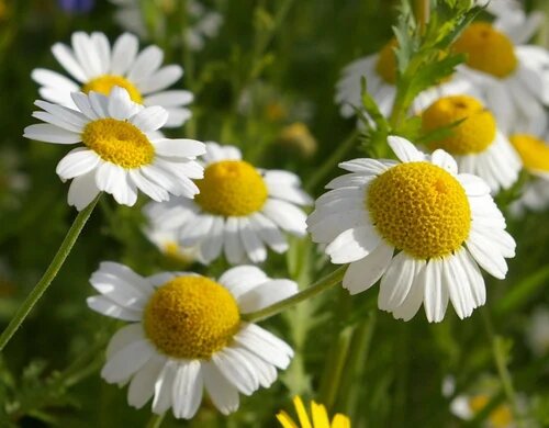 White Chamomile Flower Seeds – Heirloom, Non-GMO, High Germination, Organic Seeds