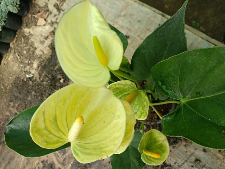 Semillas de flores de Anturio Amarillo para plantar - Semillas ecológicas, no modificadas genéticamente, de alta germinación y de polinización abierta
