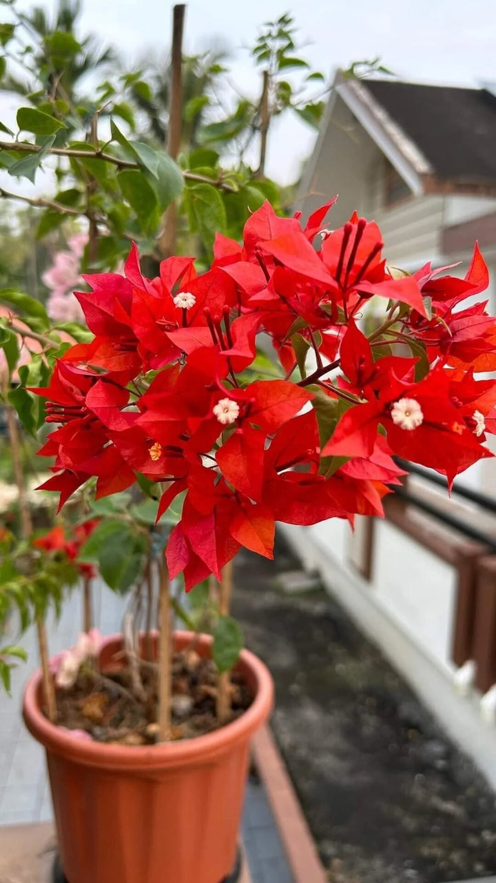 Red Bougainvillea Flower Seeds Heirloom Non-GMO High Germination Organic Garden Seeds for Planting