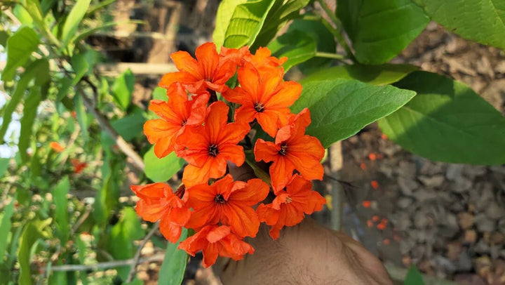 Orange Cordia Sebestena Flower Seeds – Heirloom, Non-GMO, High Germination Seeds