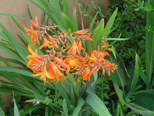 Crocosmia Aurea Flower Seeds for Planting – Heirloom Non-GMO High Germination Seeds