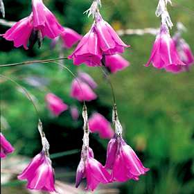 Dierama Pendulum Flower Seeds – Heirloom Non-GMO High Germination Seeds