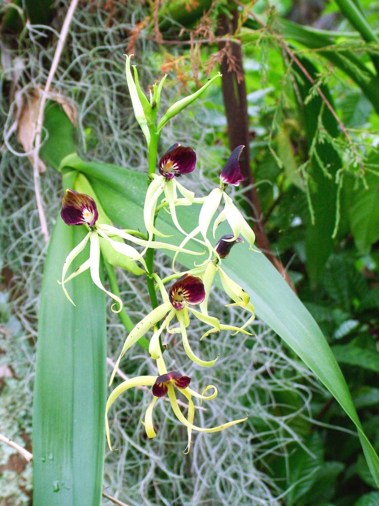 White Clamshell Orchid Flower Seeds – Heirloom, Non-GMO, High Germination Organic Seeds