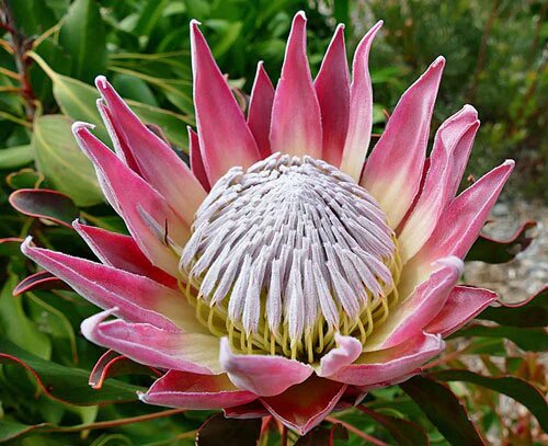Cynaroides Flower Seeds Pink for Planting – Heirloom Non-GMO High Germination Seeds