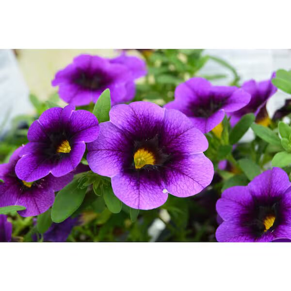 Perennial Purple Calibrachoa Flower Seeds for Planting Heirloom Non-GMO High Germination Organic Garden Seeds