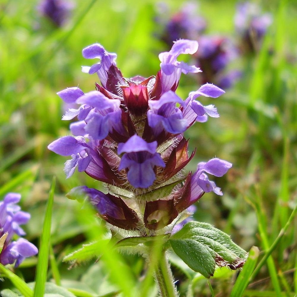 Prunella Prunella herb seeds