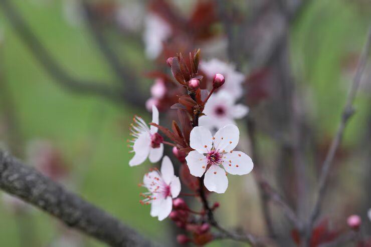 Weiße Cerasus serrulata Blumensamen – Alte Sorte gentechnikfrei hohe Keimfähigkeit Samen