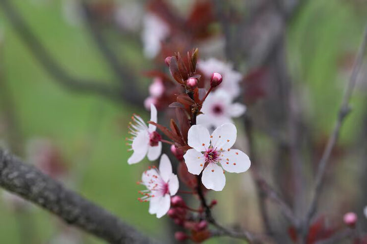 Weiße Cerasus serrulata Blumensamen – Alte Sorte gentechnikfrei hohe Keimfähigkeit Samen