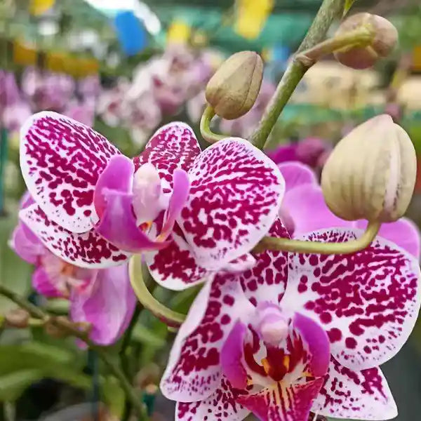 Violet Red Phalaenopsis Flower Seeds – Heirloom Non-GMO High Germination Organic Garden Seeds for Planting
