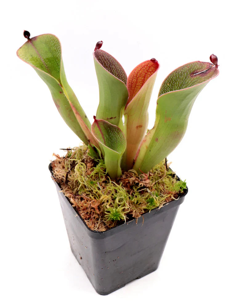 Red Heliamphora herb seeds
