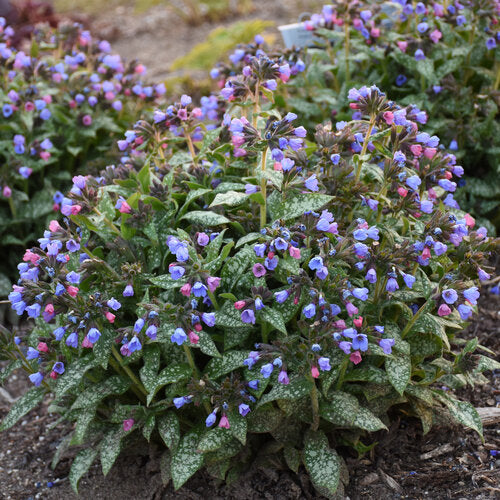 Mixed Pulmonaria Flower Seeds – Heirloom Non-GMO High Germination Seeds