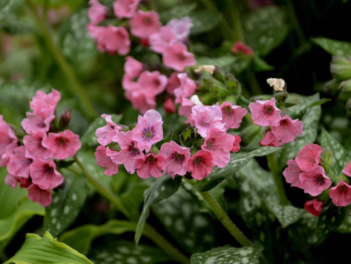 Pink Lungwort Flower Seeds – Heirloom, Non-GMO, High Germination Seeds