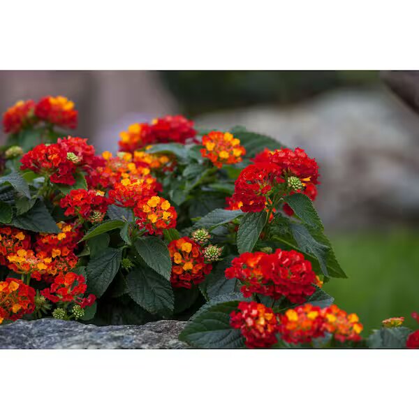 Lantana Flower Seeds Red – Heirloom, Non-GMO, High Germination Organic Garden Seeds