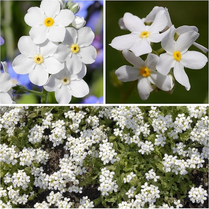 white white flower seeds