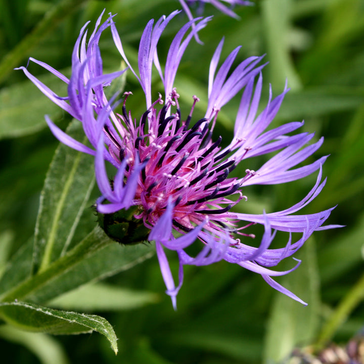 Violet Centaurea Flower Seeds for Planting – Heirloom Non-GMO High Germination Seeds
