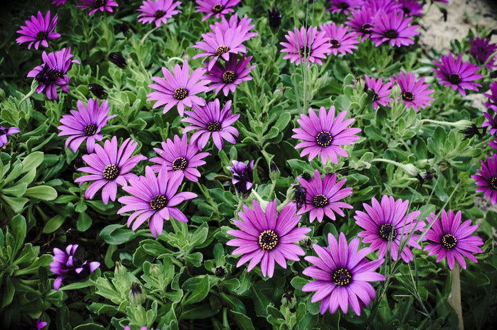 Osteospermum Flower Seeds Violet – Heirloom, Non-GMO, High Germination Organic Garden Seeds for Planting