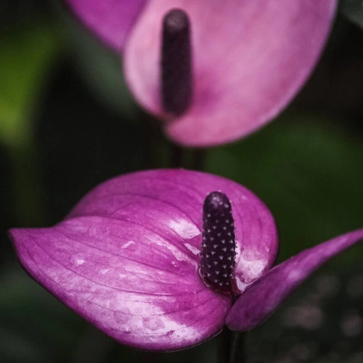 Purple Anthurium Flower Seeds for Planting – Heirloom Non-GMO High Germination Organic Garden Seeds