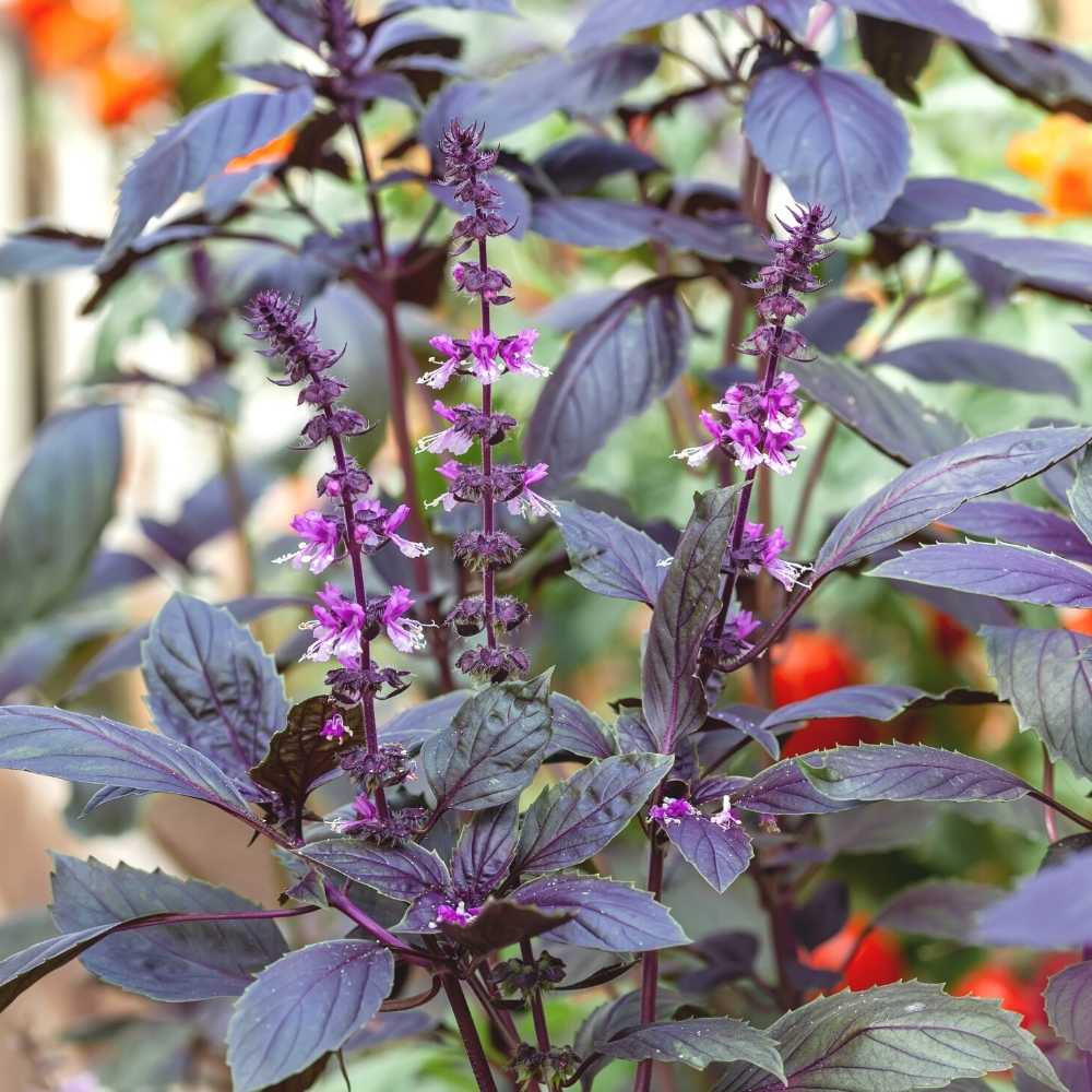 Purple Basil herb seeds