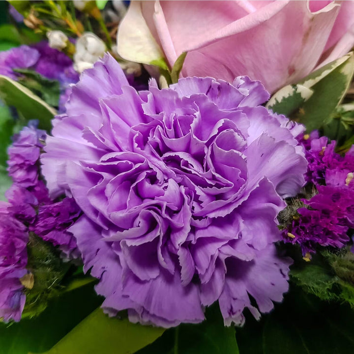 Purple Carnation Flower Seeds – Heirloom, Non-GMO, High Germination Organic Seeds