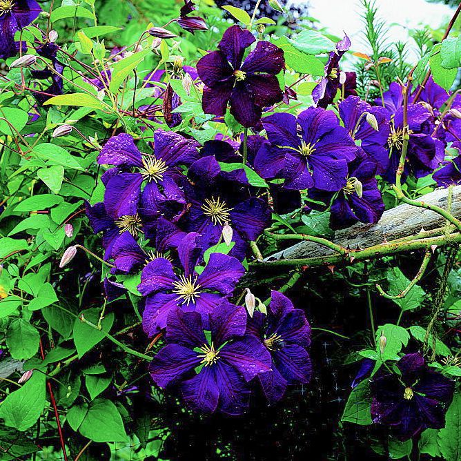 Dark Purple Climbing Clematis Flower Seeds for Planting – Heirloom Non-GMO High Germination Seeds Seeds for Planting Organic Garden Seeds