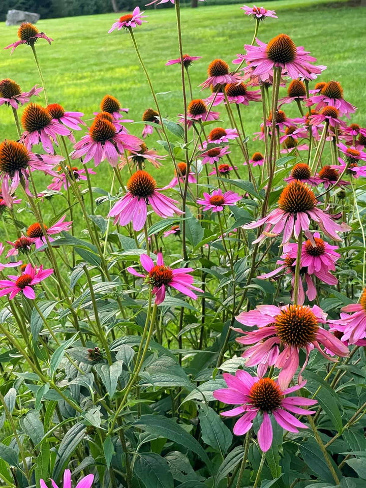 Pinke Echinacea-Blumensamen – Alte Sorte, gentechnikfrei, keimfreudige Samen zum Pflanzen